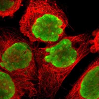Immunocytochemistry/ Immunofluorescence: NPM1 Antibody [NBP1-90047]