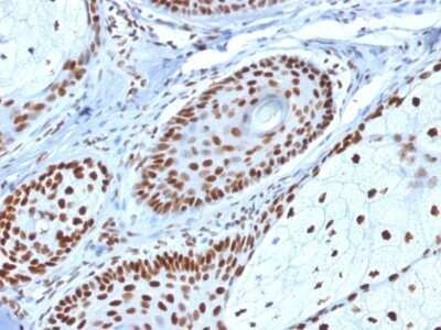 Immunohistochemistry-Paraffin: NPM1 Antibody (NPM1/1902) - Azide and BSA Free [NBP2-79874]