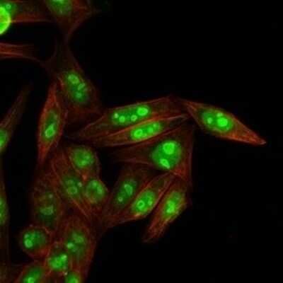 Immunocytochemistry/ Immunofluorescence: NPM1 Antibody (NPM1/3287) - Azide and BSA Free [NBP2-79876]