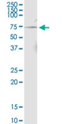 Western Blot: NPRL3 Antibody (4E6) [H00008131-M02]