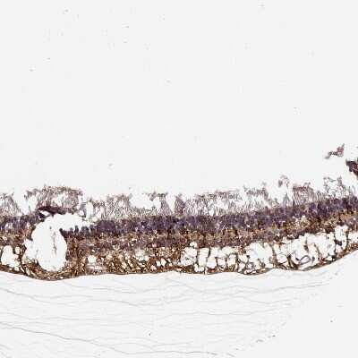 Immunohistochemistry-Paraffin: NPVF Antibody [NBP1-86724]