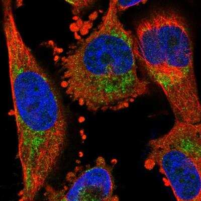 Immunocytochemistry/ Immunofluorescence: NPY1R Antibody [NBP1-80987]