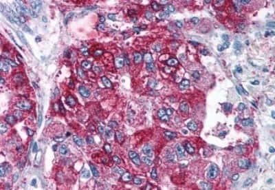 Immunohistochemistry-Paraffin: NPY5R Antibody [NBP3-14426]