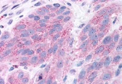 Immunohistochemistry-Paraffin: NPY5R Antibody [NBP3-14426]