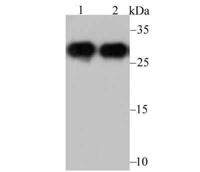 Western Blot: NQO-1 Antibody (13A1) [NBP2-80395]
