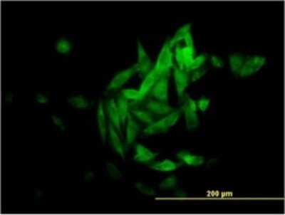 Immunocytochemistry/ Immunofluorescence: NQO-1 Antibody (1E3-A6) [H00001728-M01]