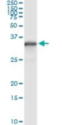 Immunoprecipitation: NQO-1 Antibody (1E3-A6) [H00001728-M01]