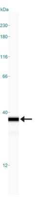Simple Western: NQO-1 Antibody (A180)Azide and BSA Free [NBP2-80885]