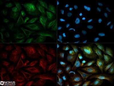 Immunocytochemistry/ Immunofluorescence: NQO-1 Antibody (A180) [NB200-209]