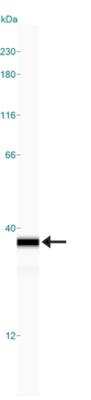 Simple Western: NQO-1 Antibody (A180) [NB200-209]