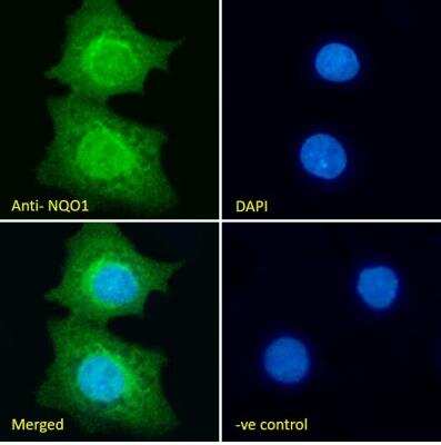 Immunocytochemistry/ Immunofluorescence: NQO-1 Antibody [NB100-1005]