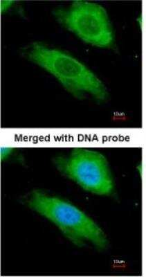 Immunocytochemistry/ Immunofluorescence: NQO-1 Antibody [NBP1-31355]