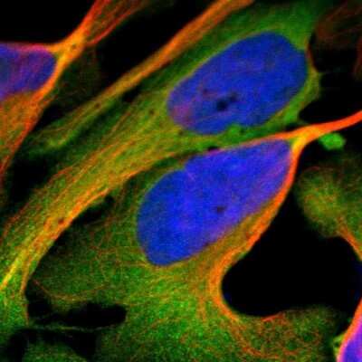 Immunocytochemistry/ Immunofluorescence: NQO-1 Antibody [NBP1-85223]