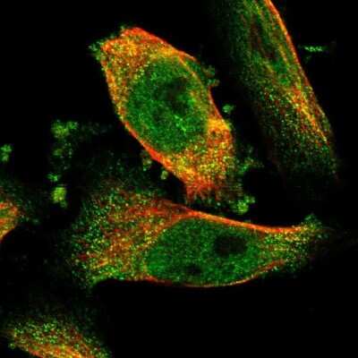 Immunocytochemistry/ Immunofluorescence: NQO-2 Antibody [NBP1-85221]