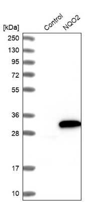 Western Blot: NQO-2 Antibody [NBP1-85221]
