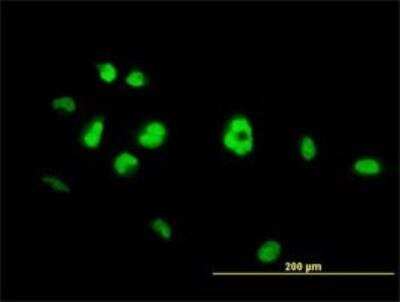Immunocytochemistry/ Immunofluorescence: NR4A3/NOR1 Antibody (1E11) [H00008013-M06]