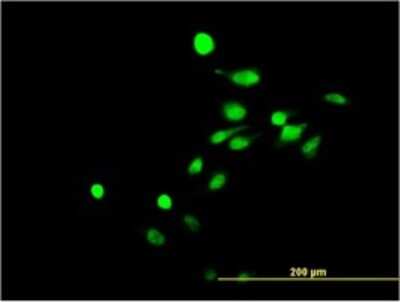 Immunocytochemistry/ Immunofluorescence: NR4A3/NOR1 Antibody (1E9) [H00008013-M02]