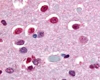 Immunohistochemistry-Paraffin: NR4A3/NOR1 Antibody - BSA Free [NLS2341]