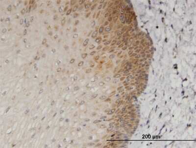 Immunohistochemistry-Paraffin: NRAGE/MAGED1 Antibody (1E1) [H00009500-M06]