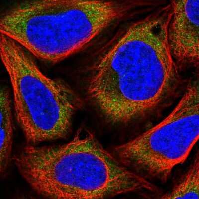 Immunocytochemistry/ Immunofluorescence: NRAGE/MAGED1 Antibody [NBP2-55005]