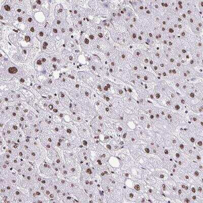 Immunohistochemistry-Paraffin: NRBF2 Antibody [NBP2-32469]