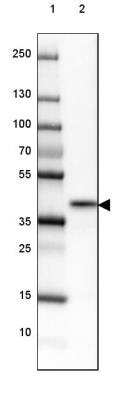 Western Blot: NRBF2 Antibody [NBP2-32469]
