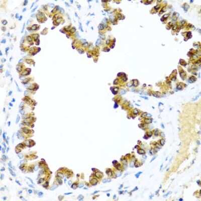 Immunohistochemistry-Paraffin: NRG4 Antibody - Azide and BSA Free [NBP2-93954]