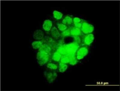 Immunocytochemistry/ Immunofluorescence: NRIF3 Antibody (3F6) [H00023421-M01]