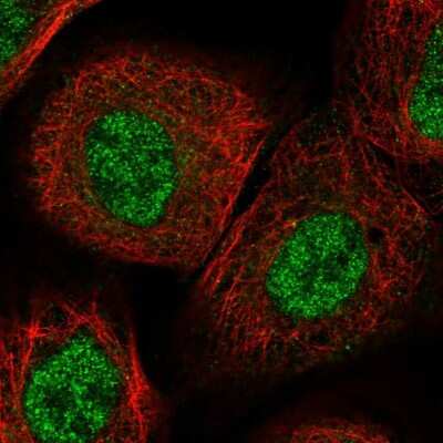 Immunocytochemistry/ Immunofluorescence: NRIF3 Antibody [NBP1-85687]