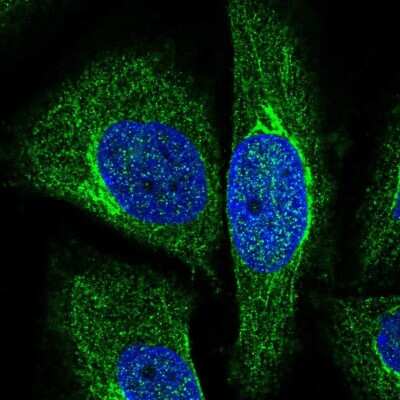 Immunocytochemistry/ Immunofluorescence: NRIP3 Antibody [NBP2-58112]