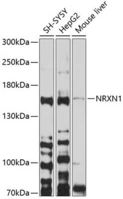 Western Blot: NRXN1 AntibodyBSA Free [NBP2-94557]