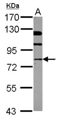 Western Blot: NSF Antibody [NBP2-19592]
