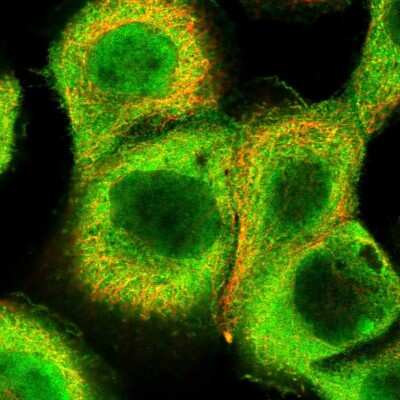 Immunocytochemistry/ Immunofluorescence: NSFL1C Antibody [NBP2-13676]