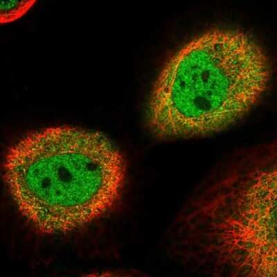 Immunocytochemistry/ Immunofluorescence: NSFL1C Antibody [NBP2-13677]