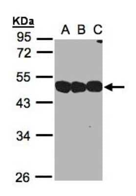 Western Blot: NSFL1C Antibody [NBP1-31402]