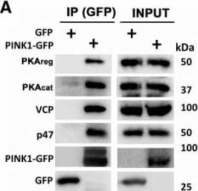 Western Blot: NSFL1C Antibody [NBP2-13677]