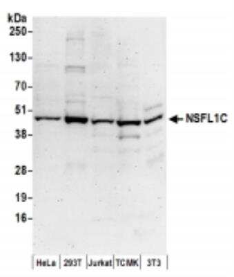 Western Blot: NSFL1C Antibody [NBP2-36529]