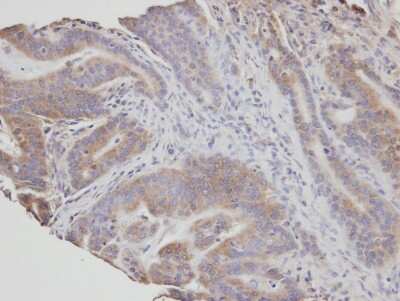 Immunohistochemistry-Paraffin: NSMAF Antibody [NBP1-31431]