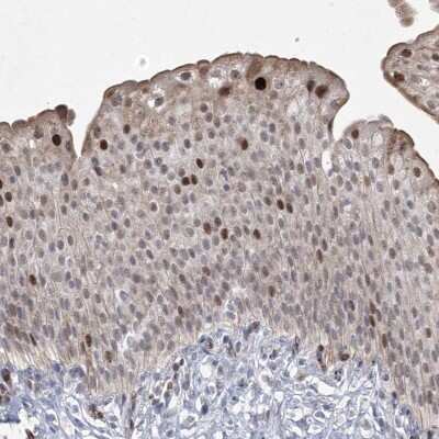 Immunohistochemistry-Paraffin: NSMCE4A Antibody [NBP1-90789]
