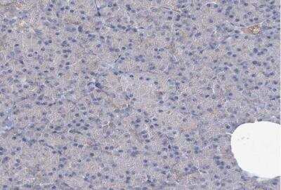 Immunohistochemistry-Paraffin: NSMCE4A Antibody [NBP1-90789]