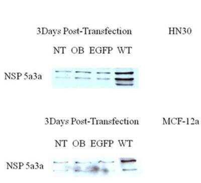 Western Blot: NSP 5 alpha 3 alpha Antibody [NB100-517]