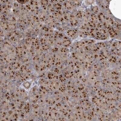 Immunohistochemistry-Paraffin: NSUN4 Antibody [NBP1-82733]