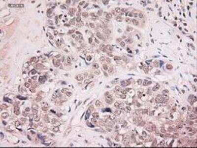 Immunohistochemistry-Paraffin: NT-4 Antibody (OTI2E8) [NBP1-47897]
