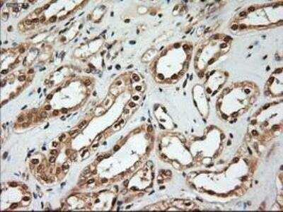 Immunohistochemistry-Paraffin: NT-4 Antibody (OTI2E8) [NBP1-47897]