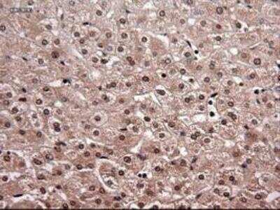 Immunohistochemistry-Paraffin: NT-4 Antibody (OTI2E8) [NBP1-47897]