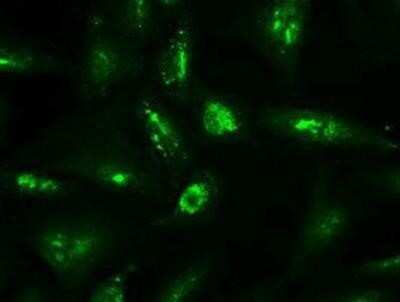 Immunocytochemistry/ Immunofluorescence: NT-4 Antibody (OTI2E8) - Azide and BSA Free [NBP2-73072]
