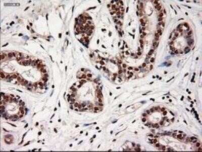 Immunohistochemistry: NT-4 Antibody (OTI2E8) - Azide and BSA Free [NBP2-73072]