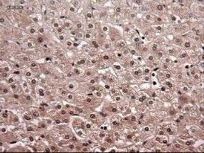 Immunohistochemistry: NT-4 Antibody (OTI2E8) - Azide and BSA Free [NBP2-73072]