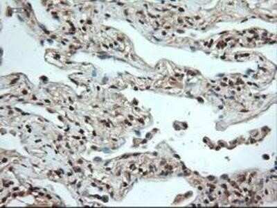 Immunohistochemistry: NT-4 Antibody (OTI2E8) - Azide and BSA Free [NBP2-73072]