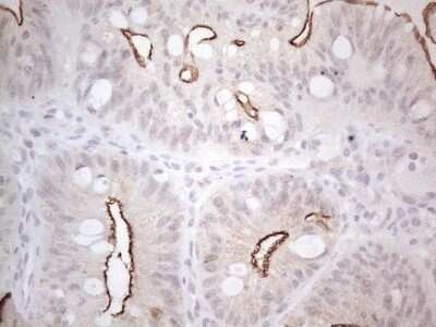 Immunohistochemistry: NT-proBNP Antibody (OTI11G4) - Azide and BSA Free [NBP2-71213]